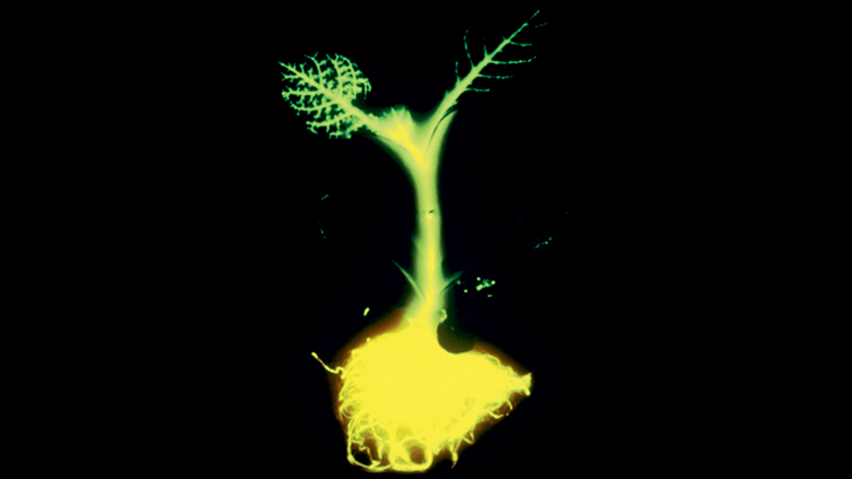 Logo des Glowing Plants Project aus Kalifornien. © Glowing Plants Project
